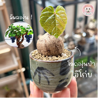 โขดองุ่นป่า 《 อิโก่ย 》Ampelocissus  ไม้โขดหายากยอดนิยม ใบหยักคล้ายองุ่นปทั่วไป นิยมเลี้ยงเพื่อสวยงาม