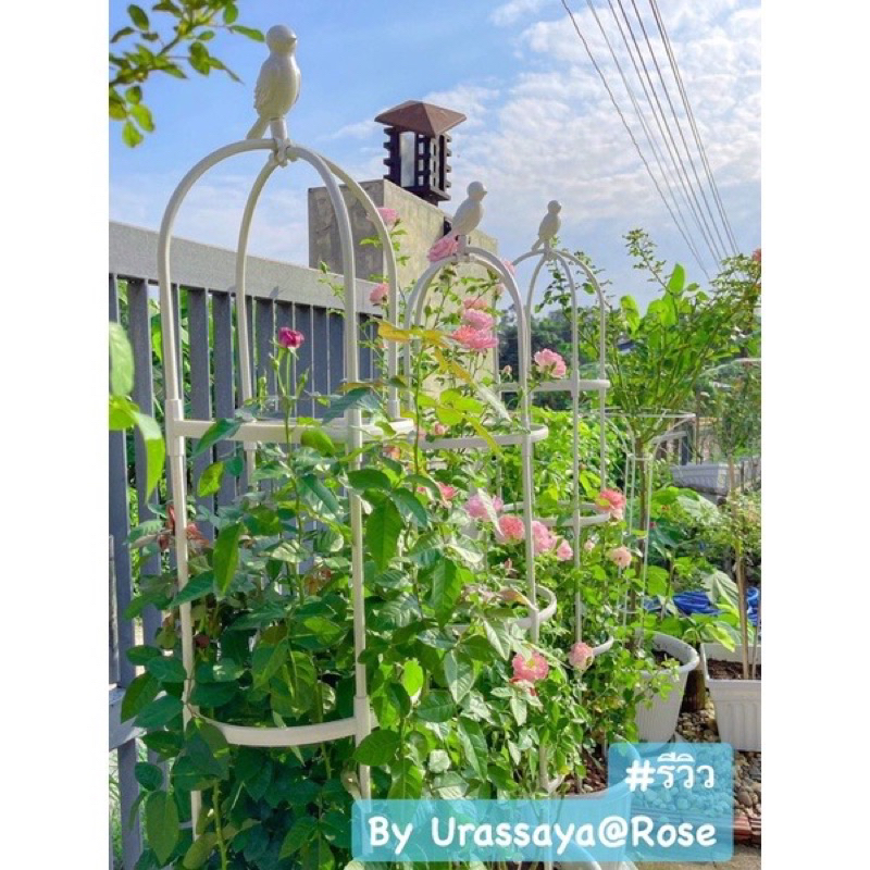 ซุ้มกุหลาบ ซุ้มไม้เลื้อย  (รุ่นจุกนก)>>พร้อมส่ง!!!