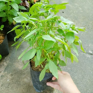 🌱ต้นโหระพา🌱ปลูกด้วยวิธีปลอดสารพิษ ขนาดถุงดำ 6 นิ้ว พร้อมปลูก รากแน่นทุกต้น