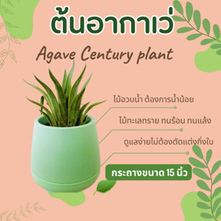 ต้นอากาเว่ Agave Century plant ไม้อวบน้ำ ไม้ทะเลทราย กระถาง 15 นิ้ว