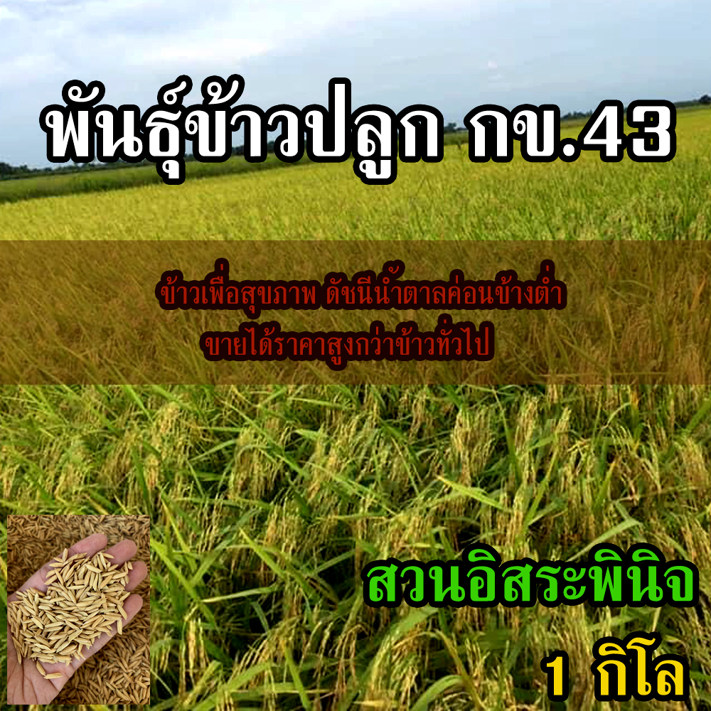 ข้าวปลูก กข43 พันธุ์ข้าว กข43 ( 1 กิโลกรัม )