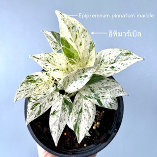 ต้นอิพิมาเบิ้ล Epipremnum pinnatum marble