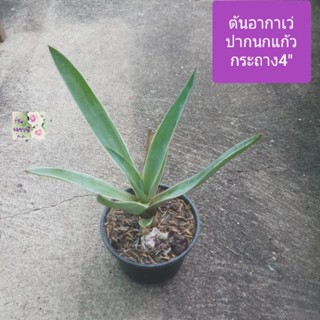 ต้นอากาเว่ปากนกแก้ว อากาเว่Agave attennuata
กระถาง 4"
ทนแล้ง
ชอบแดด
รดน้ำทุกวันหรือ 2-3 วันครั้ง
ภาพถ่ายจากของจริง