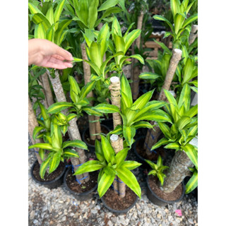 ต้นวาสนาอธิษฐาน ต้นวาสนา กระถาง 9-1นิ้ว-  100-110( Dracaena fragrans (L.) Ker Gawl