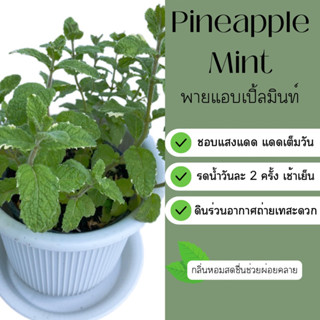 พายแอปเปิ้ล มินท์ Pineapple Mint ขนาดกระถาง 4 นิ้ว