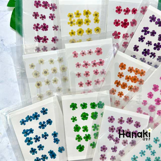 【พร้อมส่ง】ดอกพลัมญี่ปุ่น ดอกพลัมทับแห้ง (Plum) มี12สี💐20 ดอก Pressed Flowers💐