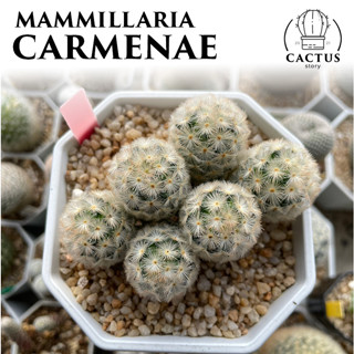 แมมคามิเน่ MIX (Mammillaria Carmenae) น่ารัก (อัพเดท 09/09/2023)