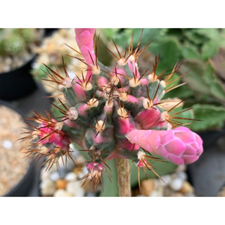 ยิมโนพิงค์ไดมอนด์ ไม้กราฟ (Gymnocalycium Pink Diamond)