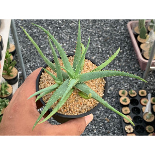 Aloe Castillonea Hybrid(อโลไฮบริด)