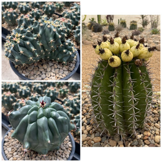 เฟอโรเล็บเหยี่ยว Ferocactus peninsulae  ไม้เมล็ดกระถาง2นิ้ว ส่งทั้งกระถาง