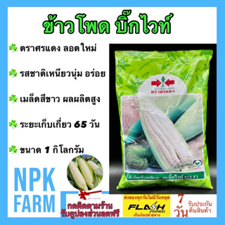 ข้าวโพด บิ๊กไวท์ 852 F1 ขนาด 1 กิโลกรัม หมดอายุ 14/04/67 ศรแดง ลอตใหม่ งอกดี โตไว แข็งแรง ฝักใหญ่ สีขาว รสชาติเหนียว npk