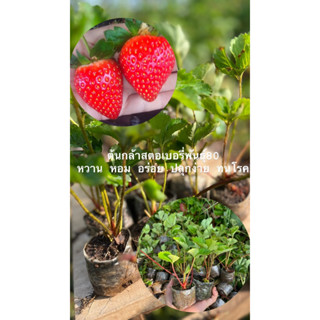 🪴ต้นกล้าสตอเบอรี่🍓 10 ต้น 99 บาท🍓พร้อมส่ง🌿ต้นแข็งแรง🌿รากแน่น