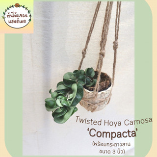 🌼โฮย่าใบเกลียว Twisted Hoya carnosa ‘Compacta’ ในกระถางไม้ไผ่ขนาด 3 นิ้ว ห้อยด้วยเชือกป่าน พร้อมตะขอแขวน