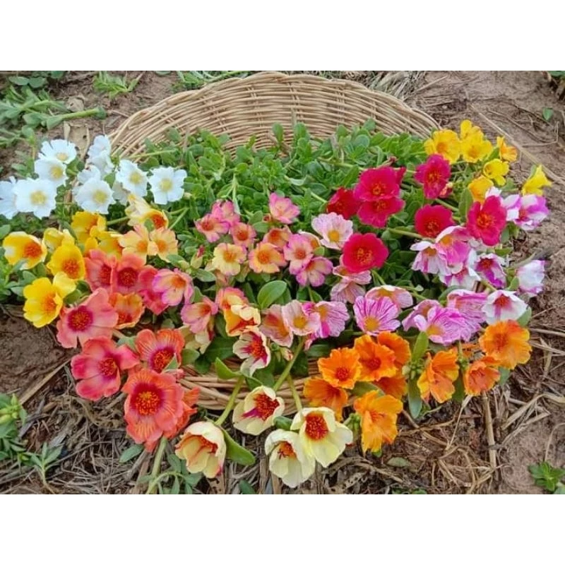คุณนายตื่นสาย50สี คละสี กิโลละ80บาท ฉลองเปิดร้านใหม่💥🏵️🌹🌸🌺