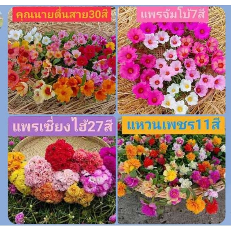 คุณนายตื่นสาย 4สายพันธุ์ ได้แก่ คุณนายแหวนเพชร แพร่เซี่ยงไฮ้ แพรจัมโบ้ และคุณนายตื่นสาย 1กิโลครึ่ง