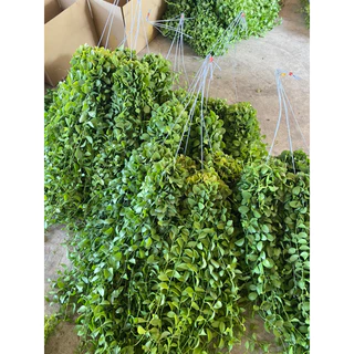 (สินค้าพรีออเดอร์) เดฟพาดเขียวจัมโบ้ พวงใหญ่ (ยาว45-50 เซน) *กดสั่งสูงสุดได้10 พวงต่อครั้งนะคะ*