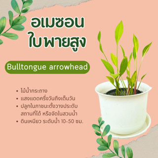 อเมซอนใบพายสูง Bulltongue arrowhead