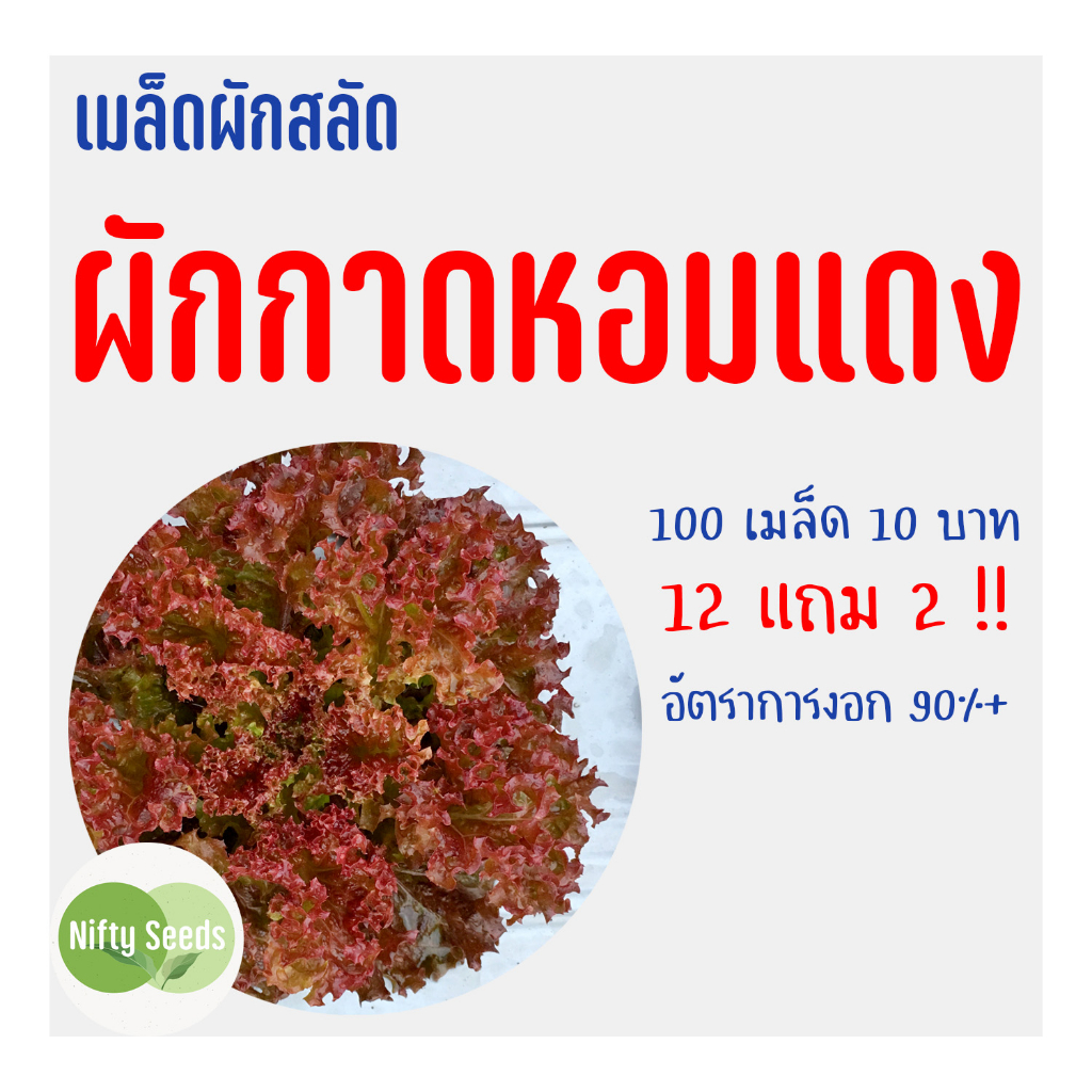 เมล็ดสลัด ผักกาดหอมแดง 100 เมล็ด 10 บาท  งอกดีมีคู่มือในการปลูก