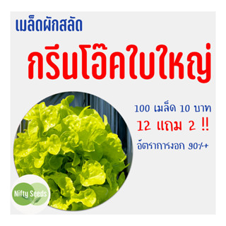 เมล็ดสลัด กรีนโอ๊คใบใหญ่ 100 เมล็ด 10 บาท งอกดีมีคู่มือในการปลูก