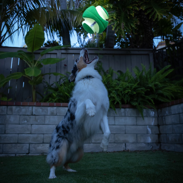 Chuckit! Kick Fetch Max Glow Ball Dog Toy ชัคอิท คิกเฟช บอลคาบได้ ของเล่นสุนัข