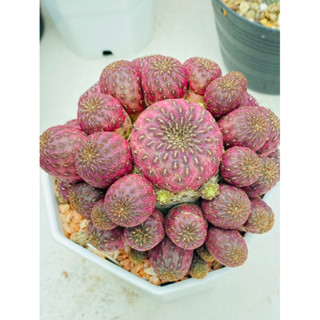 sulcorebutia ซันโครีบูเทียสตอเบอร์รี่ ชำหน่อมีรากแล้ว