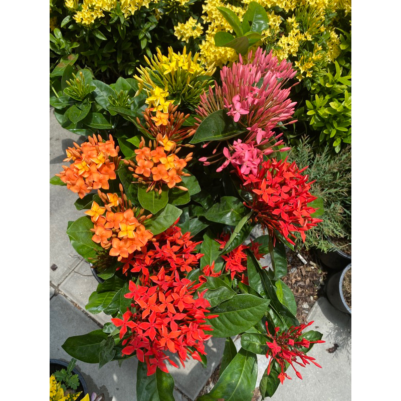 ต้นเข็มดอกใหญ่ ติดดอกทุกต้น#ความสูง 30-50CM#กระถาง 5-10 นิ้ว