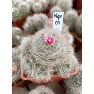 แมมขนแมว Mammillaria bocasana Poselg ขนาดกระถาง 3 นิ้ว Ngv 03