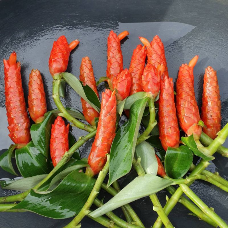 เอื้องหมายนา(สีส้ม,สีแดง,อินโด)#ขุดหน่อล้างราก