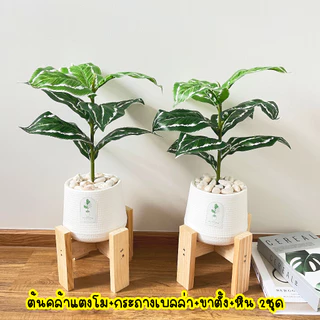 (🔥ส่งด่วน) 1แถม1 ต้นไม้ปลอม ความสูง 40-50 cm. แต่งบ้านพร้อมกระถางใครไม่มีเวลาดูแล ต้องโดนตกนะจ๊ะ ฟรีหินโรย!!