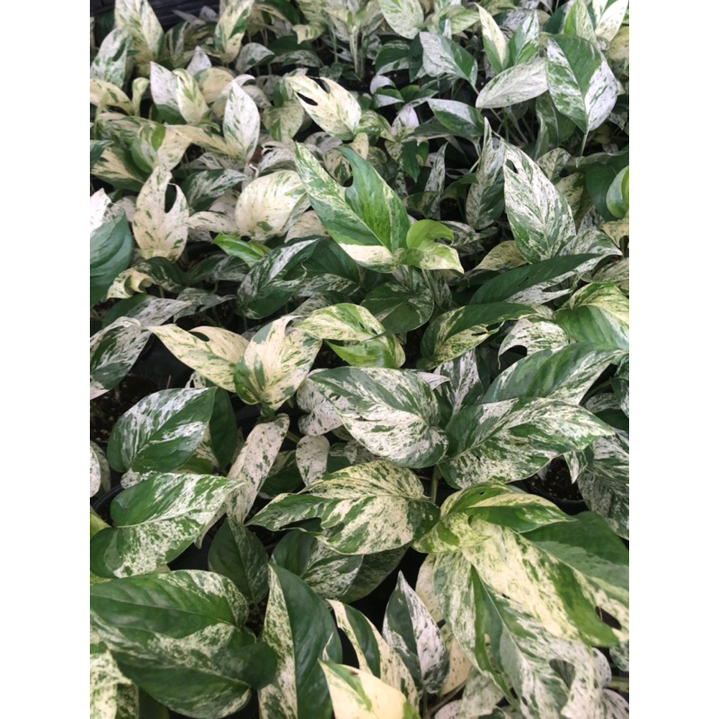 Epipremnum pinnatum marble variegated care อิพิมาร์เบิ้ล