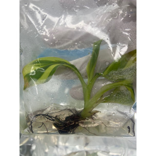 Musa Nono (Tissue culture) กล้วยโนโน๊ะด่าง ไม้เนื้อเยื่อ เลือกต้นได้