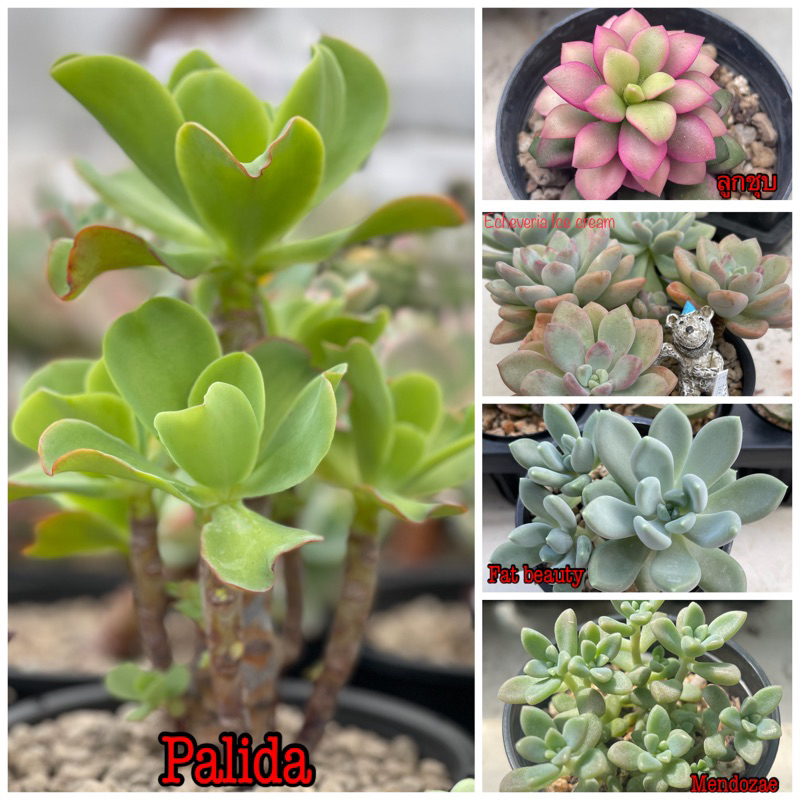 โปรโมชั่น7แถม1กุหลาบหิน Echivaria สวยเข้าฟอร์ม ขนาด4cm+