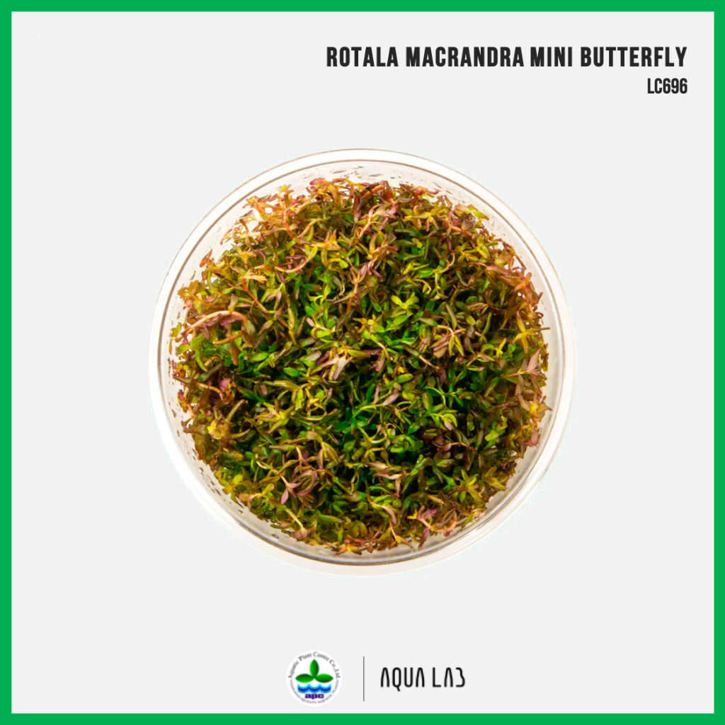 [APC] Rotala macrandra mini butterfly (โรทาล่ามาครานด้ามินิ) [ไม้น้ำ - Aquatic Plants] LC696