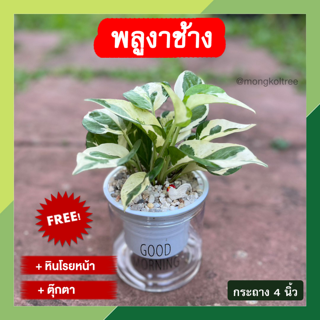 ต้นแก้วแคระ พร้อมกระถางต้นไม้ 4 นิ้ว แบบใส ต้นแก้วบอนไซ ต้นไม้ฟอกอากาศ ต้นแก้วมงคล (แถมฟรี! หินโรยหน้า + ตุ๊กตา)