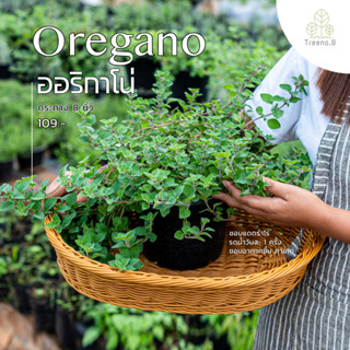 Treeno.9 T37 ออริกาโน่ (Oregano) ส่งต้นพุ่มใหญ่มาก กระถาง 8  นิ้ว  / สมุนไพรฝรั่ง กลิ่นหอม ประโยชน์ดีต่อสุขภาพ (Herb)