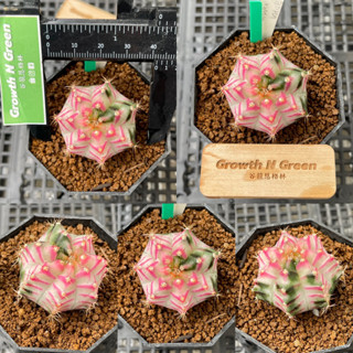 ยิมโนด่าง ไม้เมล็ด ลูกPinkDiamond Gymnocalycium mihanovichii "ลูก Pink Diamond " ด่าง สวย ลุ้นด่างสมมาตร