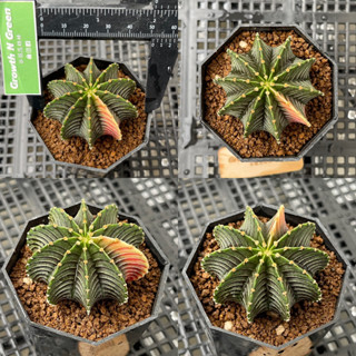 แอลบี2178แท้ ไม้เมล็ด ด่าง 10พู LB2178 แท้ด่าง Gymnocalycium friedrichii lb 2178 variegated