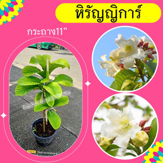 ต้นหิรัญญิการ์ #ไม้เลื้อยสูง 80-100cm.