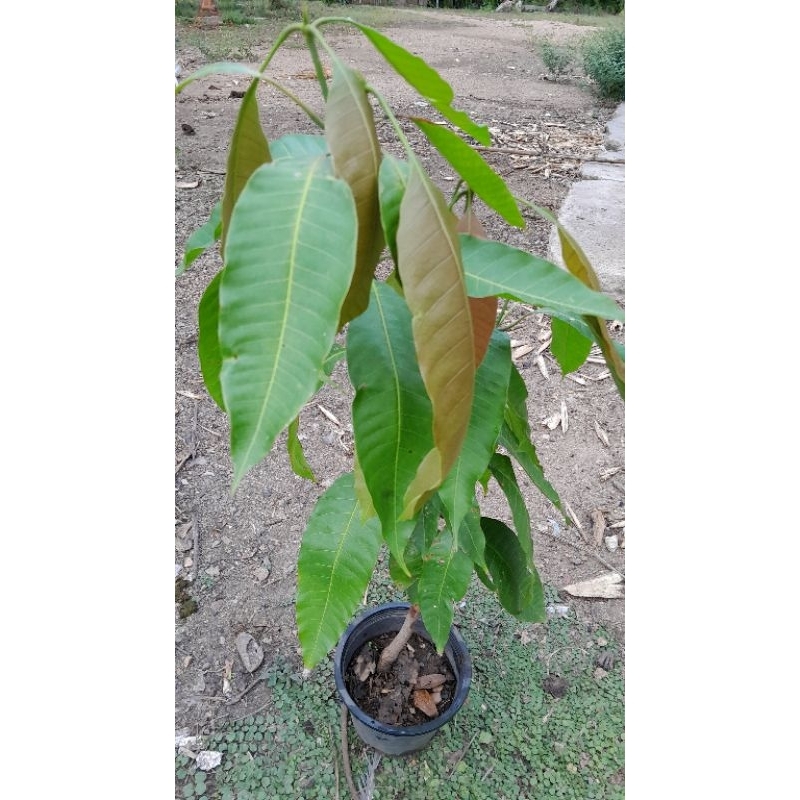 ต้นมะม่วงแก้วโบราณเพาะจากเมล็ดสูง80-100cm.