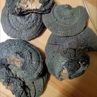 ป่าเห็ดฟิลินัส ลูซิดัม Yunnan Diqing Tibetan AreawildPhellinus lucidum 500g 野生桑黄灵芝