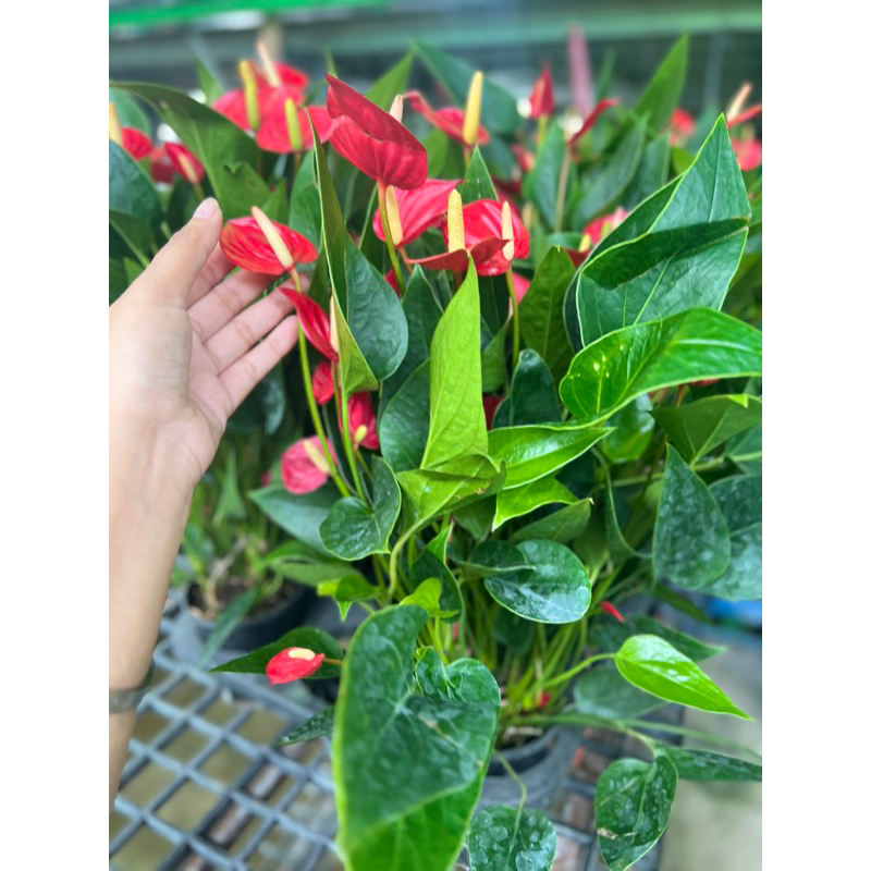 #หน้าวัวสีแดงมินิดอกเล็กน่า Million Flowers Redขนาดกระถาง5นิ้วกอแน่นนกระถางมากกว่า2ต้น
