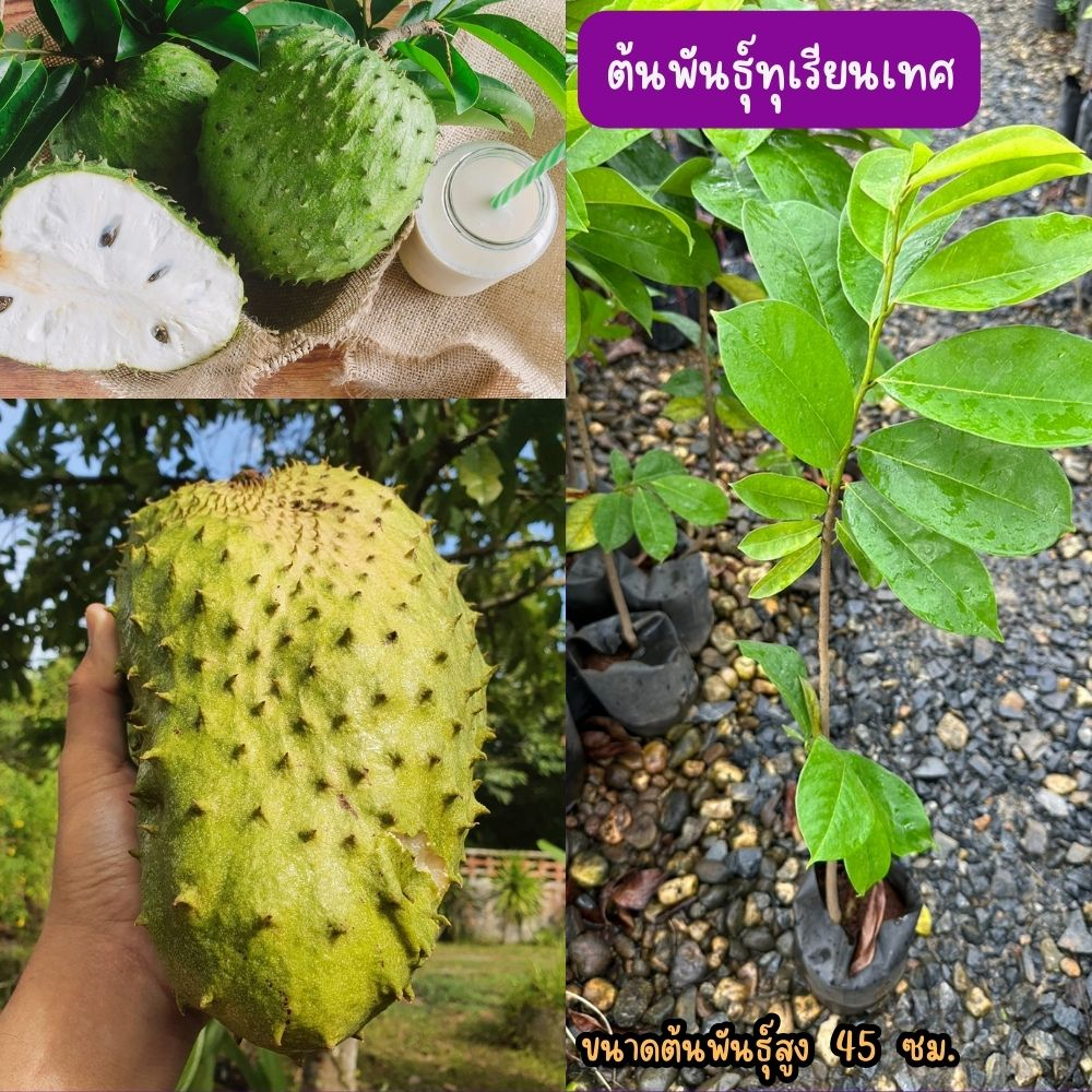 ทุเรียนเทศ เพาะเมล็ด เนื้อเป็นสีขาว หวานอมเปรี้ยวเล็กน้อย กลิ่นหอม ความสูง 45-50 ซม.