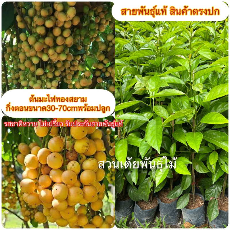 ต้นมะไฟทองสยามกิ่งตอนขนาด30-70cmชำเรียบร้อยพร้อมปลูกรสชาติหวานไม่เปรี้ยว ต้นแข็งแรงพร้อมปลูก รับประกันพันธุ์แท้