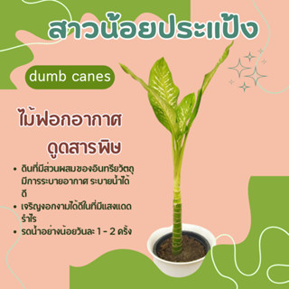 สาวน้อยประแป้ง ไม้ฟอกอากาศดูดสารพิษ dumb canes