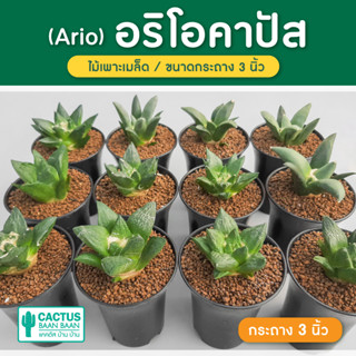 อริโอคาร์ปัส ไม้เมล็ด Ariocarpus retusus, Ariocarpus fissuratus