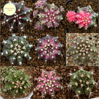 [ GYMN4 ] Gymnocalycium ลูกสายยับไดโนเสาร์ T-rex T-lux HB ยิมโนคาลิเซียม ไม้เพาะเมล็ด ยิมโน ยิมโนด่าง แคคตัส กระบองเพชร