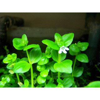 lindernia rotundifolia