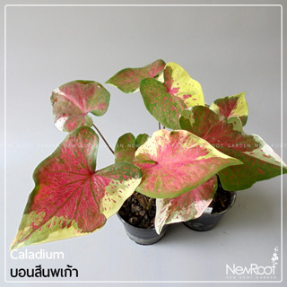 ์NewRootGarden บอนสี นพเก้า caladium กระถาง 4นิ้ว ต้นไม้ ไม้ใบ ไม้ด่าง ไม้ประดับในร่ม