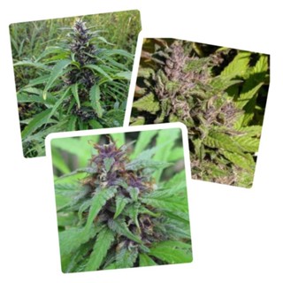 เมล็ดพันธุ์Purple Skunk Mass /STSเพศเมีย น้ำยา