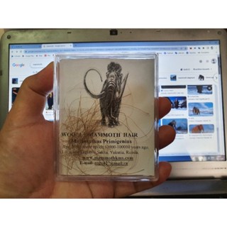 ฟอสซิล WOOLLY MAMMOTH HAIR เส้นขนช้างแมมมอธ